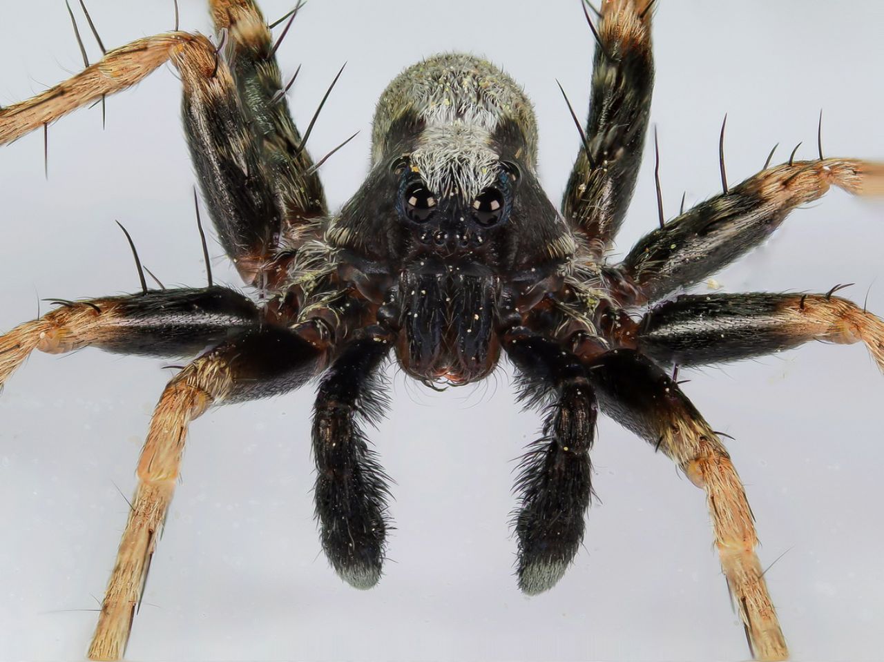 Lycosidae - Pardosa cfr. saltans